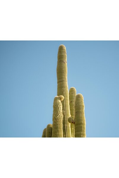 OEM Tablou Canvas, "Dansul cactusilor sub cerul senin", 90 x 50cm