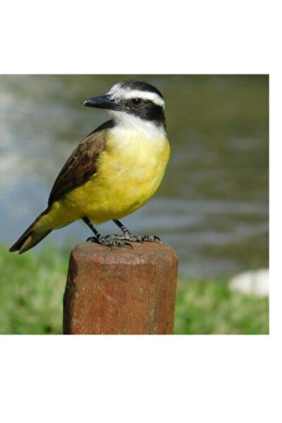 OEM Pictură pe pânză, „Pasăre pe stâlp de lemn”, 70 x 100 cm