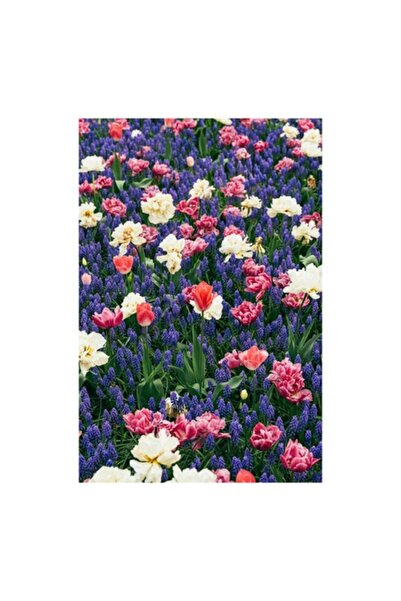 OEM Pictură pe pânză, „Grădină cu flori multicolore înflorite”, Decor de prim...