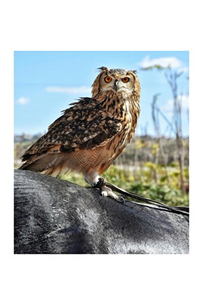 OEM Pictură pe pânză, „Bufniță paznică pe un cal gri”, 50 x 70 cm