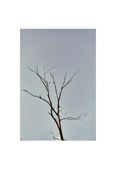 OEM Tablou Canvas, "Silueta unui copac in amurg linistit"