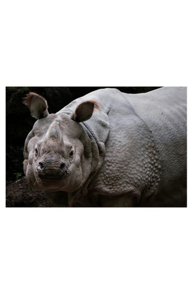 OEM Tablou Canvas, 'Unicornul padurilor tropicale asiatic', Rhino, Armored, P...