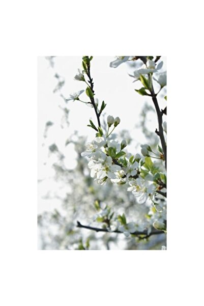 OEM Tablou Canvas, "Floarea vietii in primavara", 100 x 100cm