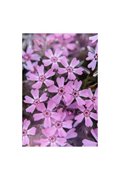 OEM Tablou Canvas, 'Flori delicate in nuante rozalii'