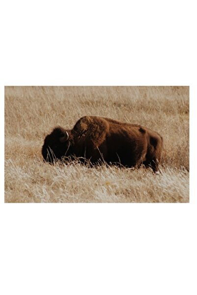 OEM Pictură pe pânză, „Bison auriu de pășune solitar”