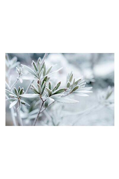 OEM Tablou Canvas, 'Frumusetea inghetata a naturii', 70 x 50cm