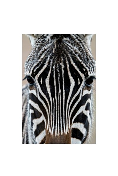 OEM Pictură pe pânză, „Zebră în prim-plan fascinant și eleganță”, 100 x 100 cm