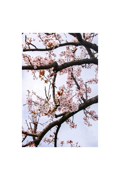 OEM Tablou Canvas, "Inflorirea ciresilor sub cer senin", Flori, Cires, Ramuri...