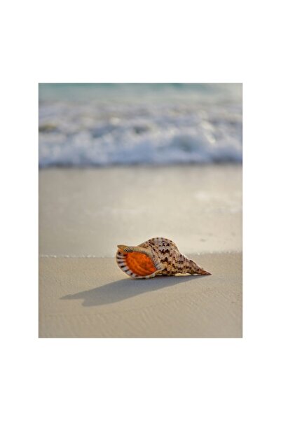 OEM Tablou Canvas, 'Scoica singuratica pe nisip auriu'