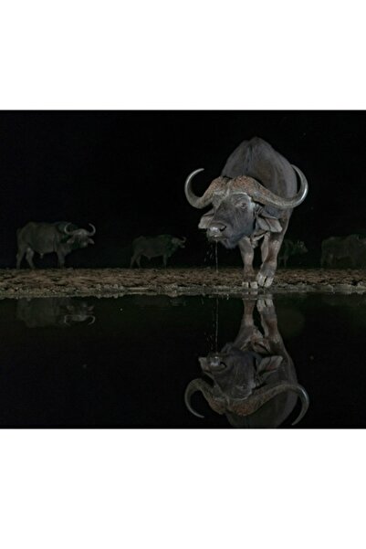 OEM Canvas Painting, 'Cape Buffalos Reflection in Water at Midnight', Brave, ...