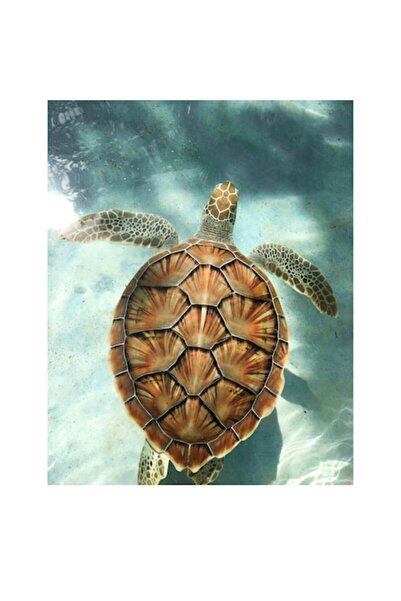 OEM Tablou Canvas, "Broasca testoasa inotand gratios in apa", 50 x 90cm