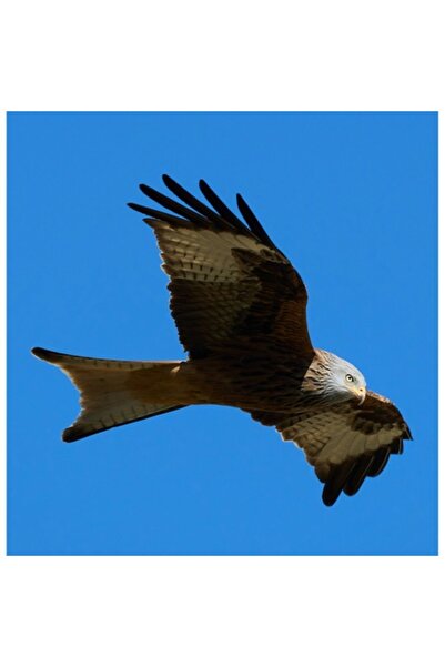 OEM Tablou Canvas, 'Zborul liber al soimului ceresc', Pasare, Zbor, Cer, Alba...