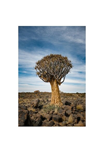 OEM Pictură pe pânză - „Copacul singuratic în deșertul arid”, Copac, Deșert, ...