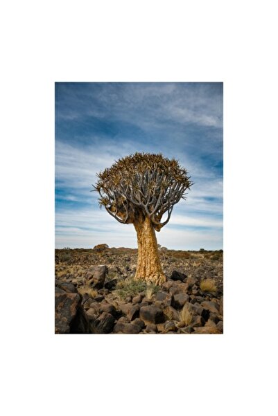 OEM Pictură pe pânză, „Copacul singuratic în deșertul arid”, 39 x 54 cm