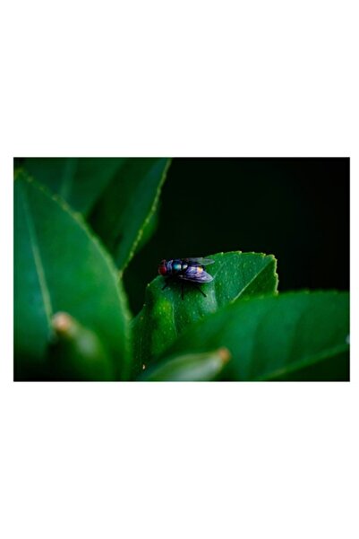 OEM Tablou Canvas, "Musca pe frunza verde intensa", 70 x 50cm