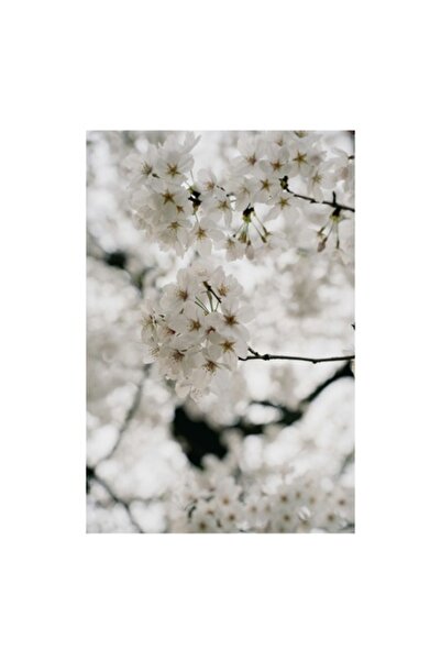 OEM Pictură pe pânză - Flori de cireș în splendoare albă