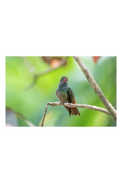 OEM Tablou Canvas, "Colibri pe creanga naturii verzi", 70 x 50cm