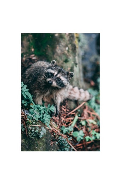 OEM Pictură pe pânză, „Amurgul blând al pădurii”, multicoloră, 50 x 70 cm