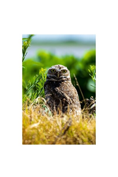 OEM Tablou Canvas, "Bufnita printre vegetatia salbatica"