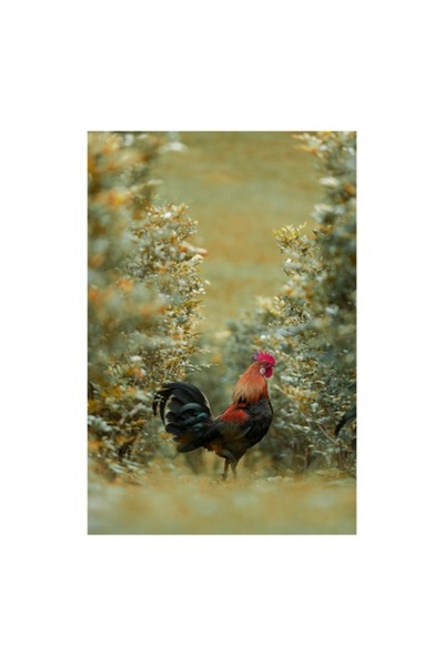 OEM Pictură pe pânză, „Cocoș în grădina aurie de toamnă”