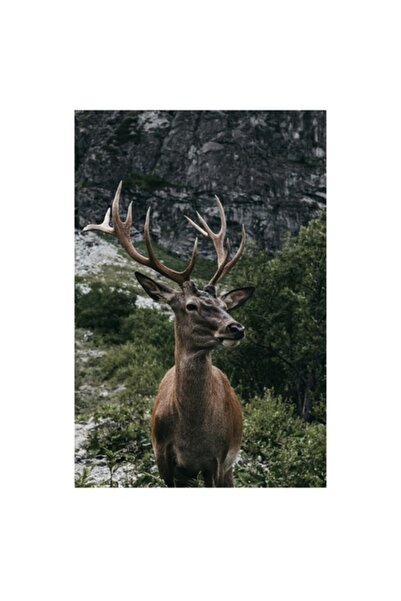 OEM Tablou Canvas, 'Cerbul solitar in muntii verzi'