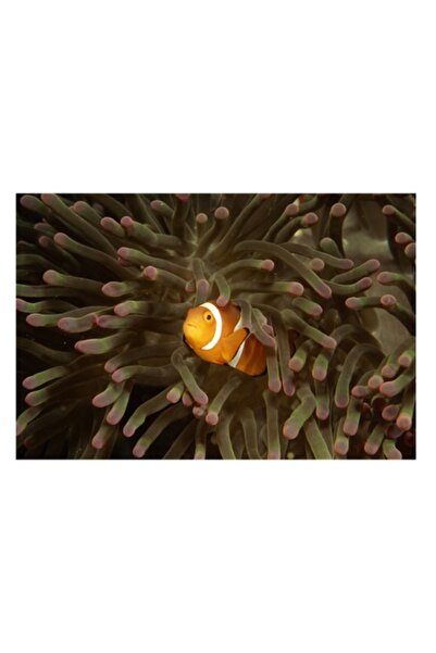 OEM Pictură pe pânză, „Pește ascuns printre tentacule vii”, Pește clovn, Anem...