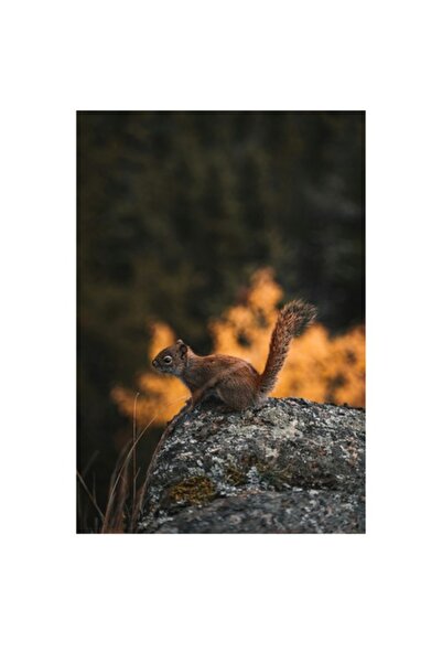 OEM Pictură pe pânză, „Veveriță pe stâncă la apus”, Fundal de toamnă