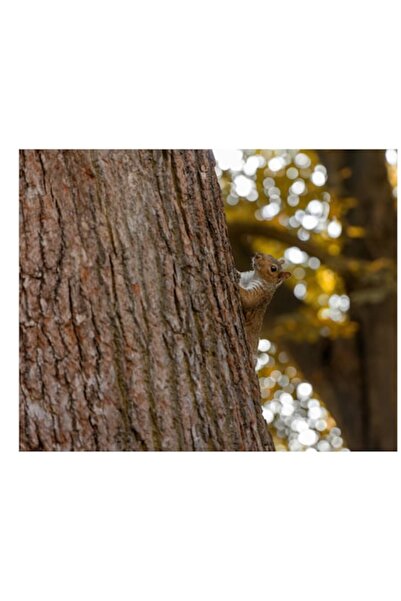 OEM Pictură pe pânză, „Veveriță curioasă pe trunchi de copac”, 70 x 50cm