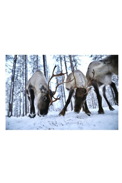 OEM Canvas Painting, Renii Eleganti, Winter Landscape 50x50cm