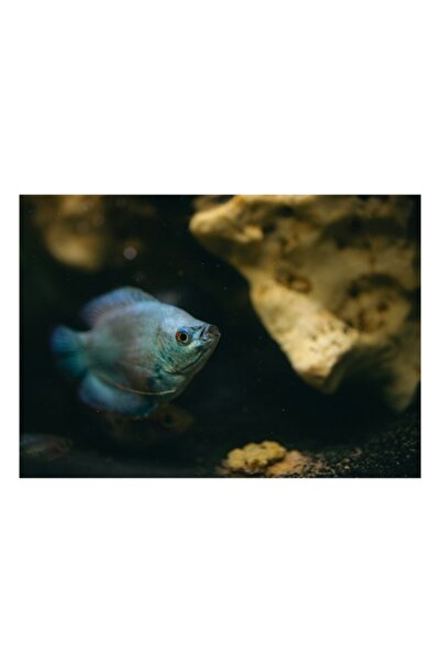 OEM Tablou Canvas, "Pestisor albastru in adancuri stancoase", 90 x 50cm