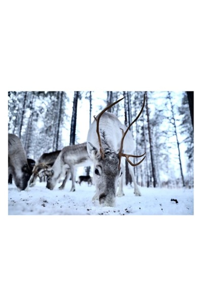 OEM Pictură pe pânză, „Ren în căutare de hrană în zăpadă”, Ren, Zăpadă, Pădure, Coarne, Iarnă, Ani