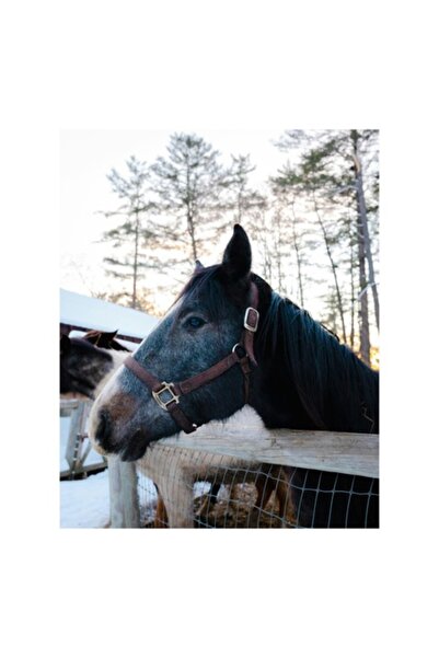 OEM Pictură pe pânză, „Frumoasă cai în zori geroși”, 50 x 90 cm