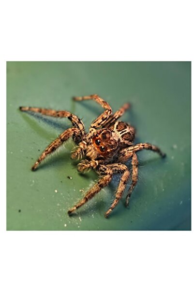 OEM Tablou Canvas, 'Sarutul paianjenului pe frunza turcoaz'