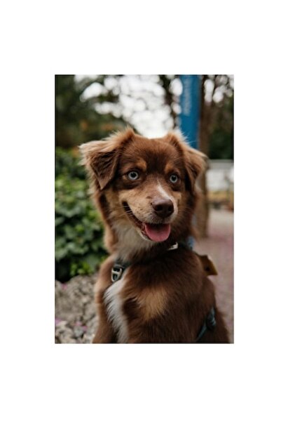 OEM Pictură pe pânză, „Câine fericit în grădină verde”