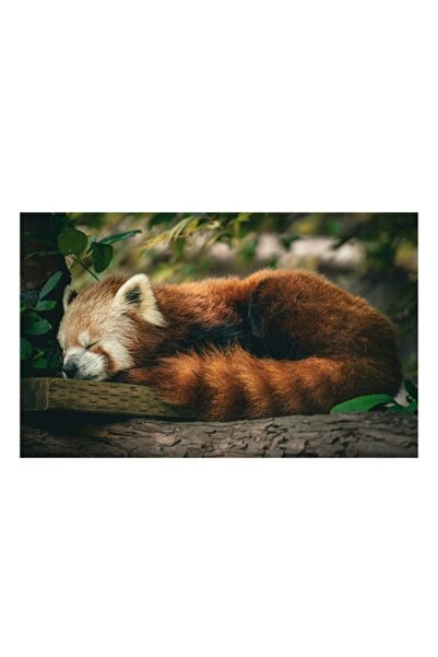 OEM Pictură pe pânză, „Visul blând al ursului roșu”, Somnoros, Adorabil, Pufo...