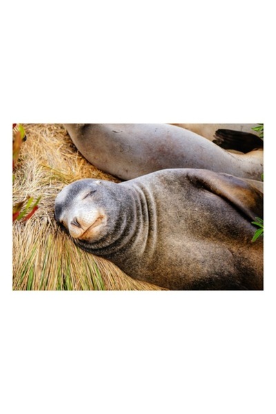 OEM Tablou Canvas, Leu de mare dormind linistit, Somn, Liniste, Relaxare, Bla...