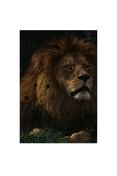 OEM Tablou Canvas, 'Regele savanei in amurgul african', Noblete, Putere, Mare...