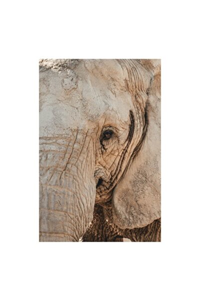 OEM Pictură pe pânză, „Căldura privirii unui elefant”, 100 x 100 cm