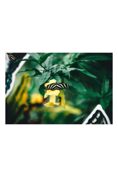 OEM Tablou Canvas, "Fluture pe floare galbena stralucitoare", 39 x 26cm