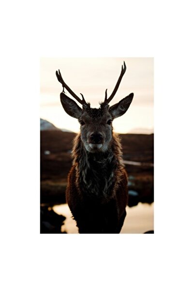 OEM Tablou Canvas, "Cerbul maret in lumina apusului", 39 x 54 cm