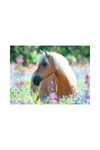 RAVENSBURGER Puzzle 300 pieces - Horse in a Field of Flowers