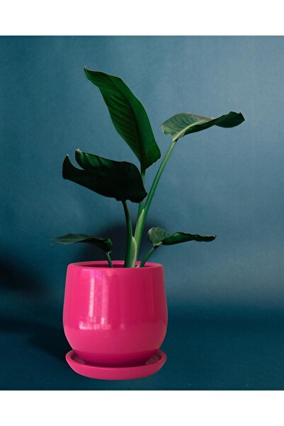 Evdek Tabaklı Armut Koyu Pembe Çömlek Saksı 24x20 Cm