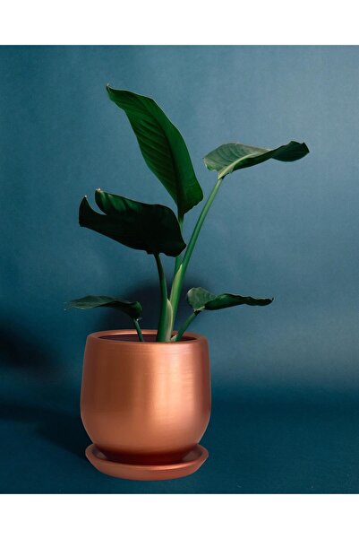 Evdek Tabaklı Armut Bronz Çömlek Saksı 24x20 Cm