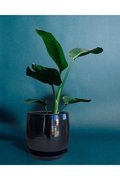 Evdek Tabaklı Armut Siyah Çömlek Saksı 24x20 Cm