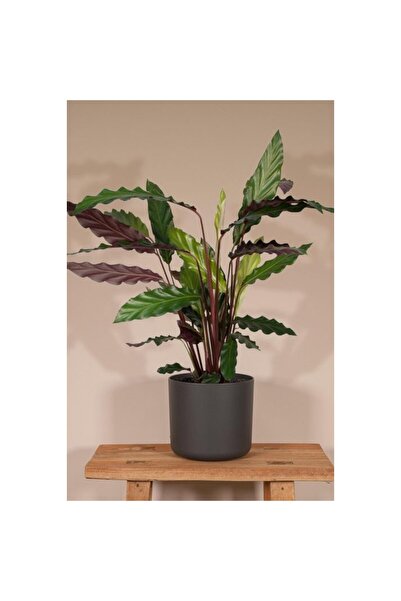 Mimoza Calathea Rufibarba Wavestar - Kalatya Dua Çiçeği 10-20 cm