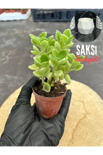 BAYRAKTAR PEYZAJ Kokulu Küba Kekiği Plectranthus Amboinicus 5.5 cm Saksıda - SAKSI HEDİYELİ