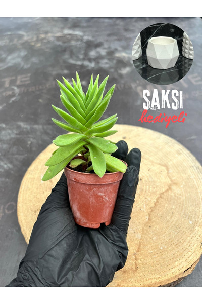 BAYRAKTAR PEYZAJ Crassula Money Maker ( 5.5 Cm Saksıda )-(SAKSI HEDİYELİ)
