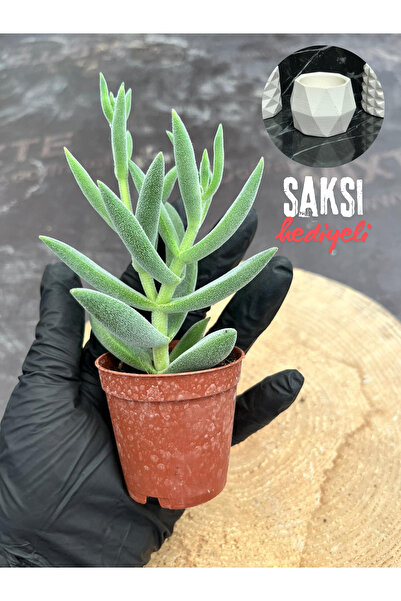 BAYRAKTAR PEYZAJ Crassula Mesembryanthemoides Succulent Tüylü Çiçek Açan Suku...
