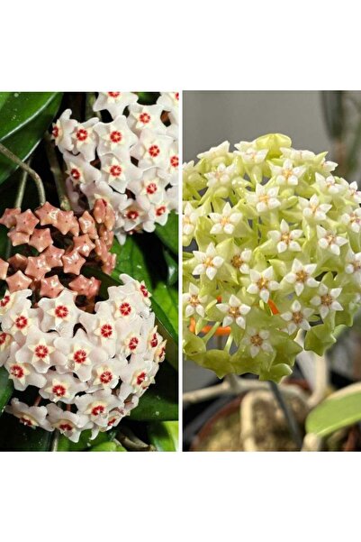 BitkiTÜRK 3ADET 10cm boyunda hoya(mum) çiçeği fidesi