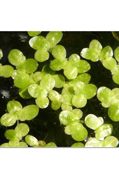 senbio Akvaryum bitkisi su mercimeği (400)adet civarı